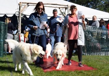 World Record for Largest Dog Wedding