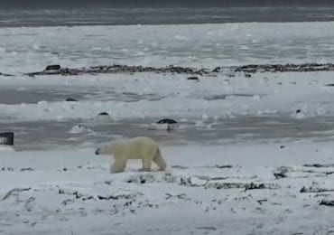 Polar Bear Live Stream