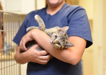 Cost of Adopting a Cat