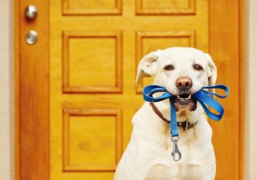 Dog Walking Tips