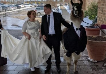 Man Brings Llama To Sister's Wedding