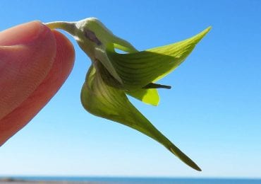 Crotalaria Cunninghamii
